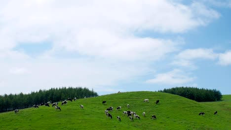 Eine-Milchfarm-in-Hokkaido,-Japan