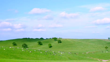 Eine-Milchfarm-in-Hokkaido,-Japan