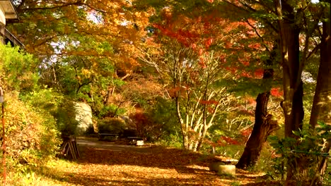 Parque-de-árboles-de-arce.-Día-ventoso-de-otoño-paisaje.