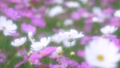 Kosmos-Blume-schütteln-mit-Wind-in-Hokkaido