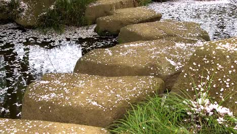 Cherry-Blossom-aka-Sakura-Blatt-fallen-auf-den-Boden-im-Wasser-in-Tokio-Japan