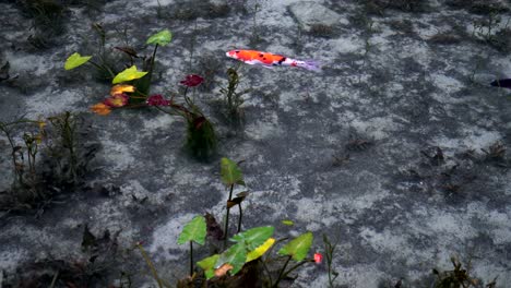 Carpa-de-un-hermoso-estanque