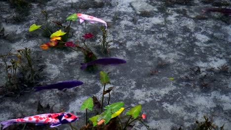 Carpa-de-un-hermoso-estanque