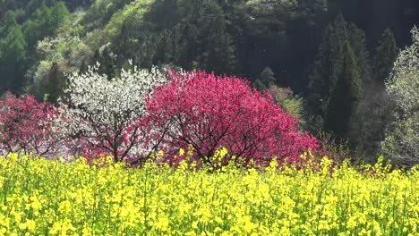 Japan-Scenery