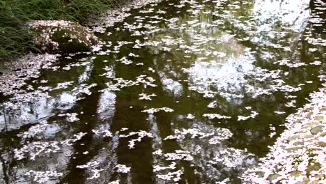 Flor-de-cerezo-aka-Sakura-hoja-caída-en-el-suelo-en-el-agua-en-Tokio