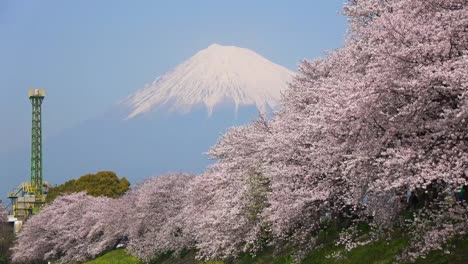 潤井川の桜と富士山