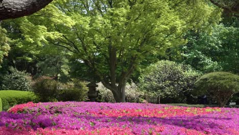 zoom-in-on-flowering-azaleas-and-a-maple-tree-at-the-imperial-palace,-tokyo