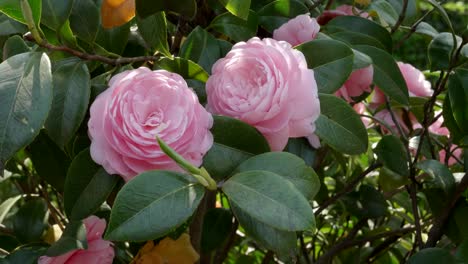 zwei-Rosa-Camelia-Blumen-in-Tokio