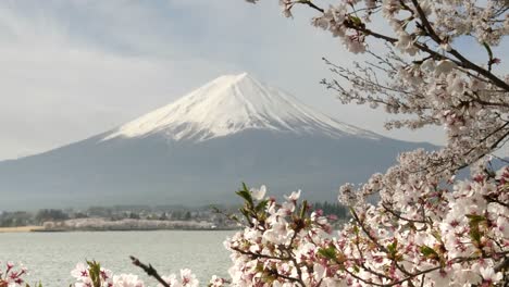 Schließen-Sie-die-Ansicht-von-Kirschblüten-und-Mt.-Fuji-in-Kawaguchi-See-in-japan