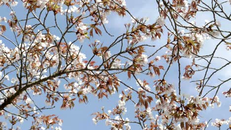 flores-de-cerezo-en-ramas-contra-un-cielo-azul-en-kyoto-en-Japón