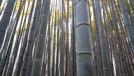 Schwenk-Clip-von-Bambus-in-Arashiyama-Bambuswald-in-kyoto