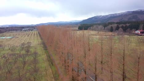 Metasequoia-Namiki-Straße-im-Winter-Takashima-Shiga,-Japan.