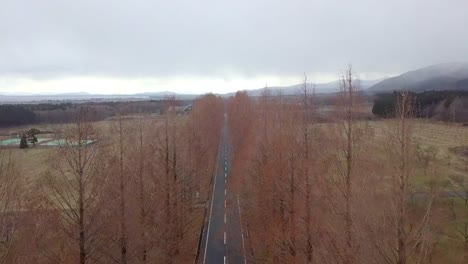 Metasequoia-Namiki-Straße-im-Winter-Takashima-Shiga,-Japan.