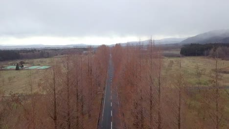 Metasequoia-Namiki-road-in-winter-takashima-Shiga,-Japan.