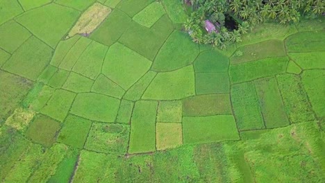 Tierras-agrícolas-de-arroz-campo-terraza