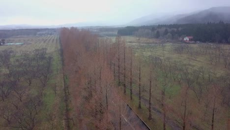 Metasequoia-Namiki-Straße-im-Winter-Takashima-Shiga,-Japan