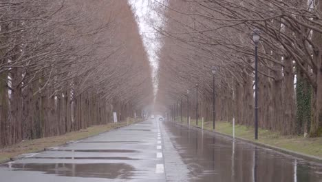 Metasequoia-Namiki-Straße-im-Winter-Takashima-Shiga,-Japan.