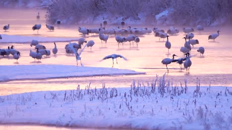 Grullas-japonesas,-Hokkaido,-Japón