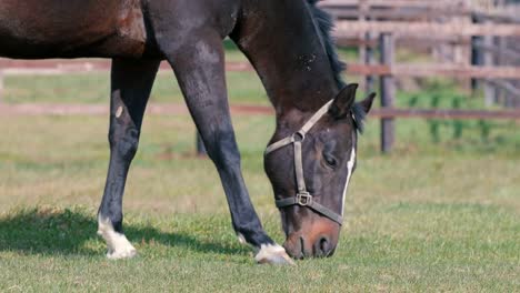 Thoroughbred-Horses-in-Niikappu,Hokkaido,Japan,Filmed-in-4K