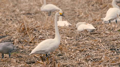 White-Swans,in-Kushiro-Shitsugen,Hokkaido,Japan,Filmed-in-4K