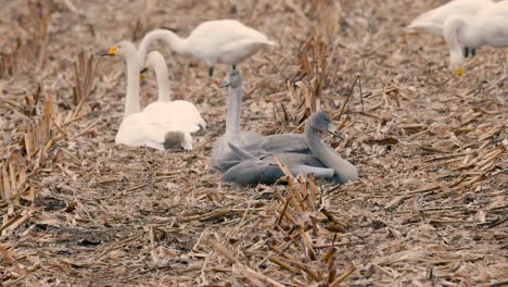 White-Swans,in-Kushiro-Shitsugen,Hokkaido,Japan,Filmed-in-4K