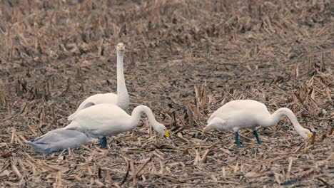 Cisnes-blancos,-en-Kushiro-Shitsugen,-Hokkaido,-Japón,-filmaron-en-4K