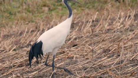 Red-crowned-Japanease-Cranes,in-Kushiro-Shitsugen,Hokkaido,Japan,Filmed-in-4K