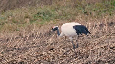 Red-crowned-Japanease-Cranes,in-Kushiro-Shitsugen,Hokkaido,Japan,Filmed-in-4K