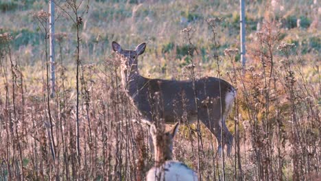 Hokkaido-Sika-Deer,in-Shiretoko-National-Park,Hokkaido,Japan,Filmed-in-4K