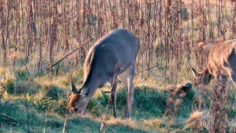 Hokkaido-Sika-Deer,in-Shiretoko-National-Park,Hokkaido,Japan,Filmed-in-4K