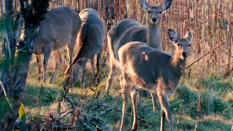 Hokkaido-Sika-Hirsche-im-Shiretoko-Nationalpark,-Hokkaido,-Japan,-gefilmt-in-4K