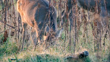 Hokkaido-Sika-Deer,in-Shiretoko-National-Park,Hokkaido,Japan,Filmed-in-4K