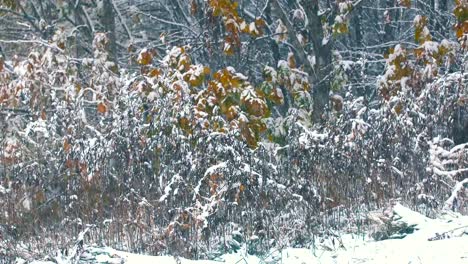 Nieve-en-el-bosque,-en-Obihiro,-Hokkaido,-Japón,-filmada-en-4K