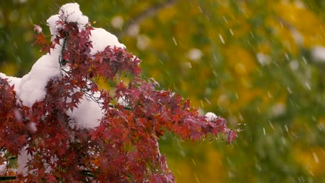 Hojas-de-otoño-y-las-nevadas,-en-Musashino,-Tokio,-Japón,-filmada-en-4K