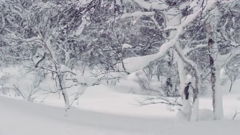 Snowboard-Downhill-Through-Trees-in-Backcountry-Powder-Winter-Conditions