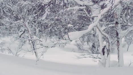 Snowboard-bergab-durch-Bäume-im-Backcountry-Pulver-Winterbedingungen