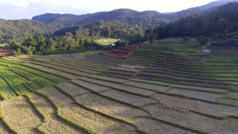 Aerial-video:-Rice-terraces-in-a-beautiful-day