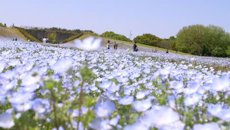 Nemophila-flores-meciéndose-en-el-viento