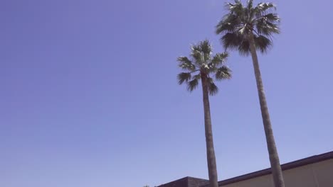 Palm-trees-in-urban-city-swinging-in-wind