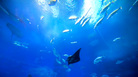 School-of-Fish,-Sting-Rays,-Whale-Sharks.