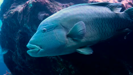 Napoleon-Fischen-im-Meer.