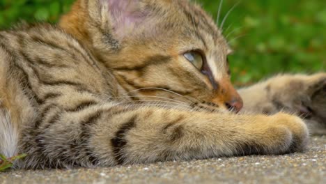 Niedlich,-liebenswert-braun-Tabby-Kitten-in-Wiese