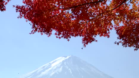 rot-Ahorn-mit-Mt.-Fuji-im-Herbst-verlassen.