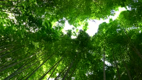 Looking-up-to-Bamboo-Groves-at-Arashiyama,-Kyoto-Japan