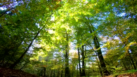 Buche-Wald,-Holz,-Buche-Fagus,-Buchenwald,-Laubwald,-Laubwald,-Holz,-Buche-Blätter,-Herbst,-Spessart,-Bayern,-4K