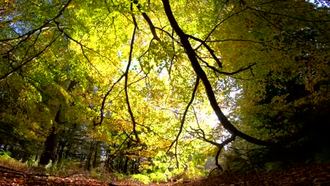 Buche-Wald,-Holz,-Buche-Fagus,-Buchenwald,-Laubwald,-Laubwald,-Holz,-Buche-Blätter,-Herbst,-Spessart,-Bayern,-4K