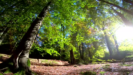 Buche-Wald,-Holz,-Buche-Fagus,-Buchenwald,-Laubwald,-Laubwald,-Holz,-Buche-Blätter,-Herbst,-Spessart,-Bayern,-4K