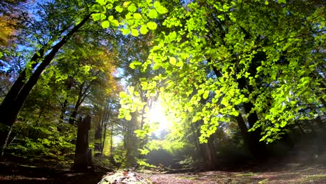 Bosque-de-la-haya,-fagus-maderas,-de-haya,-Buchenwald,-laubwald,-haya-madera,-selva-baja-caducifolia,-hojas,-otoño,-Spessart,-Baviera,-4K