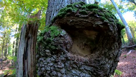 Eichenwald,-Krebs,-Eichenwälder,-Eichen,-Quercus,-Eichenwald,-Laubwald,-Laubwald,-Holz,-Eichenlaub,-Herbst,-Spessart,-Bayern,-4K