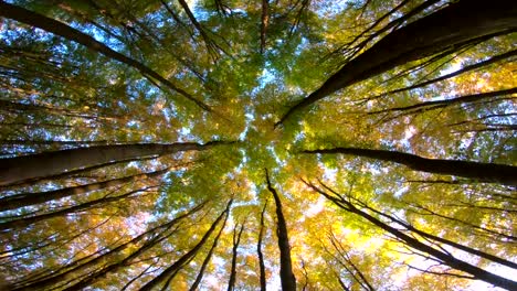 Beech-forest,-beech-woods,-fagus,-rotation,-turns,-Buchenwald,-laubwald,-deciduous-forest,-wood,-beech-leaves,-autumn,--Spessart,-bavaria,-4K